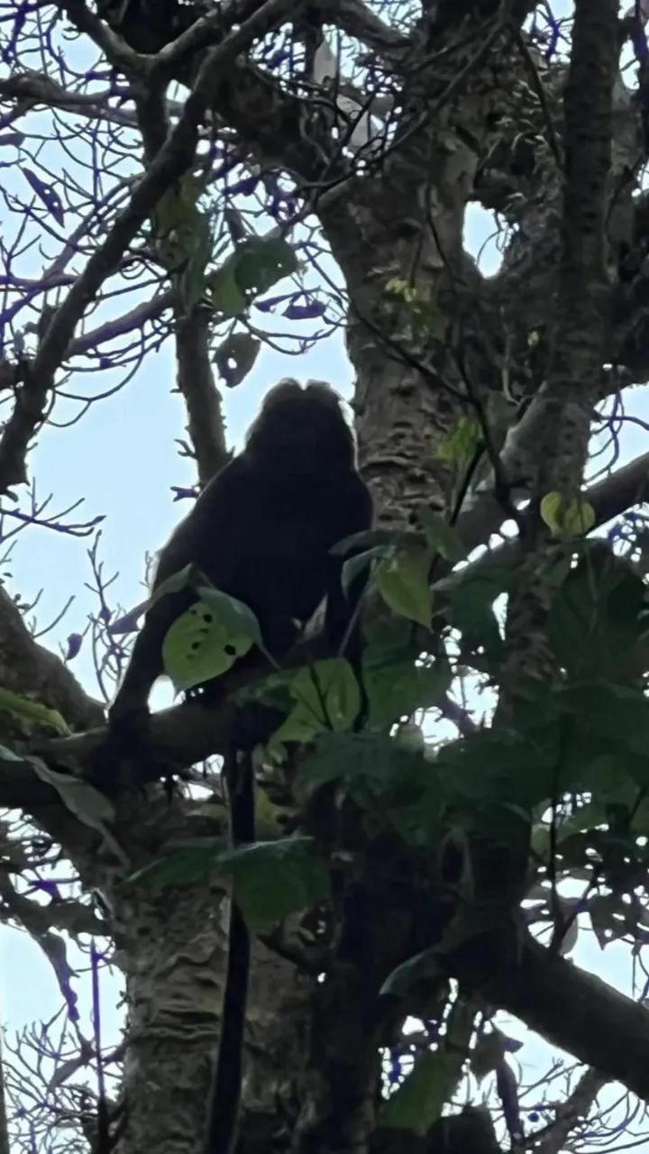 Banana Bungalows Tetebatu Eksteriør billede