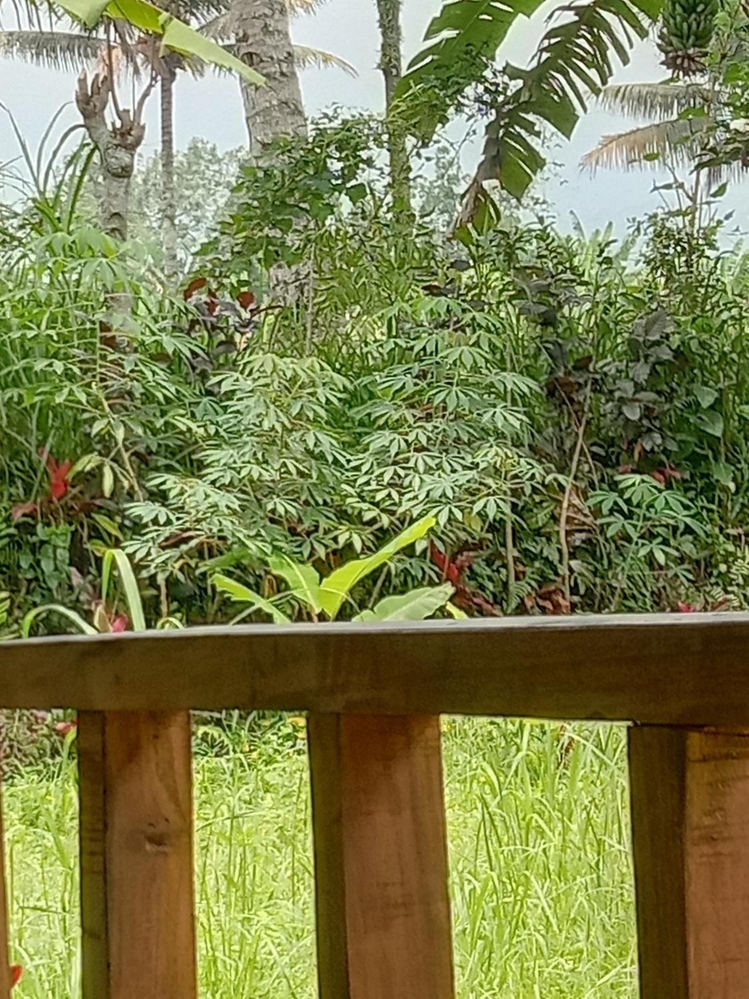 Banana Bungalows Tetebatu Værelse billede