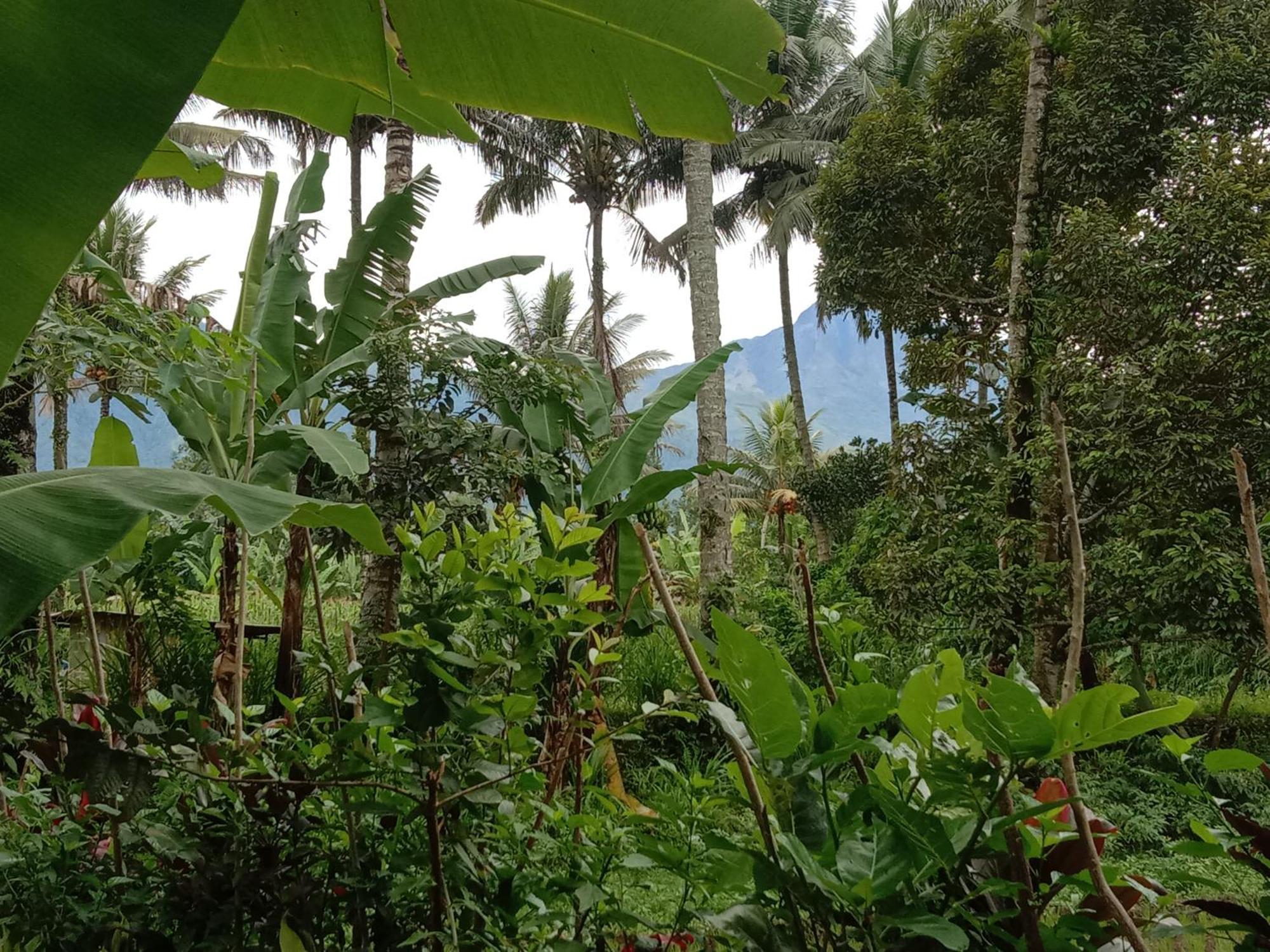 Banana Bungalows Tetebatu Værelse billede