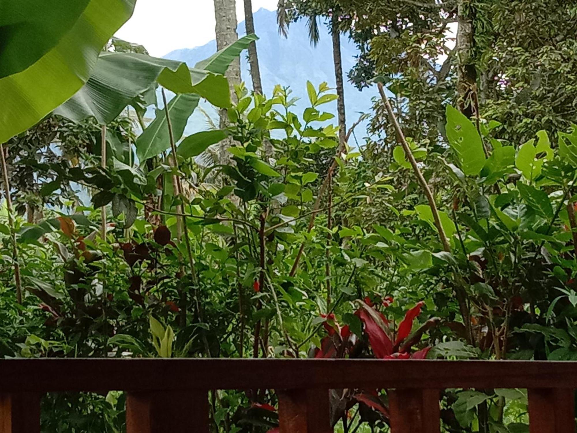 Banana Bungalows Tetebatu Værelse billede